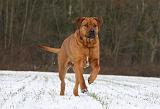 TOSA INU 324